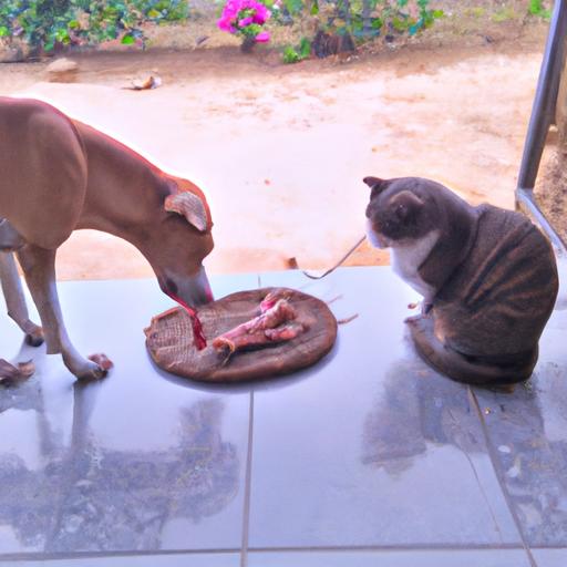 Một chú mèo và một chú chó nhìn nhau trong khi ăn lương khô 794